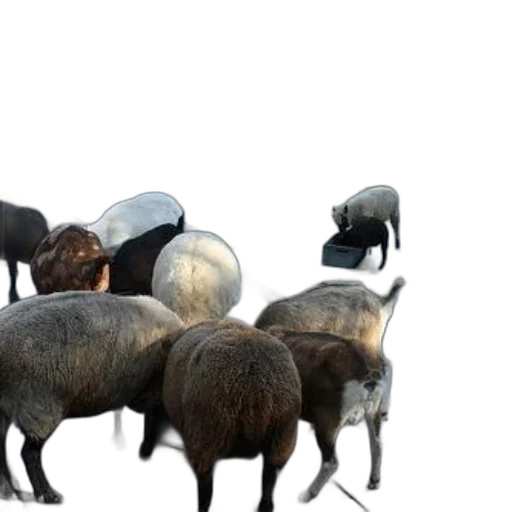 animal, concept art, 3d render, group transparent PNG cut-out