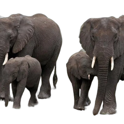 animal, photorealistic, 3d render, family transparent PNG cut-out
