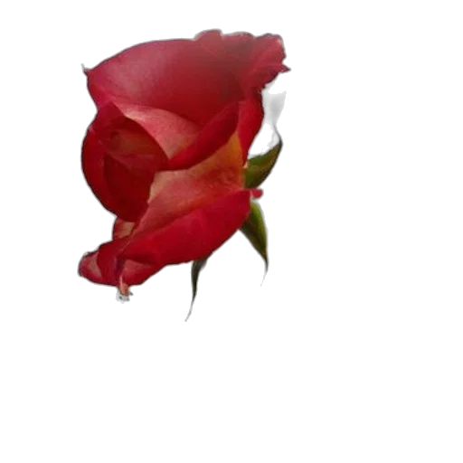 flower, crown, jewelry, face transparent PNG cut-out