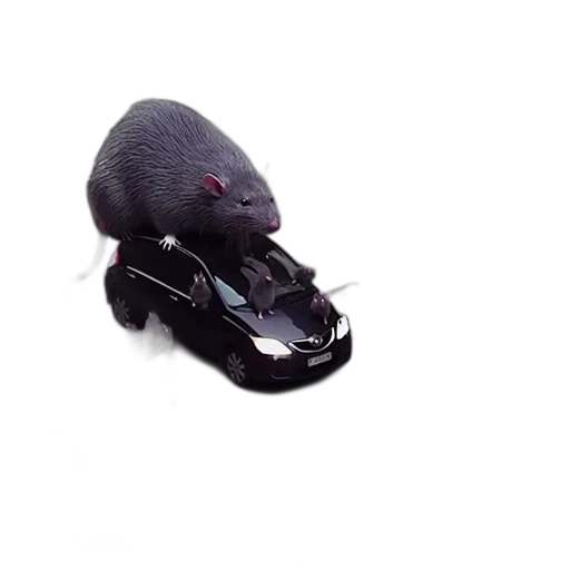 car, animal, creature, shoes transparent PNG cut-out