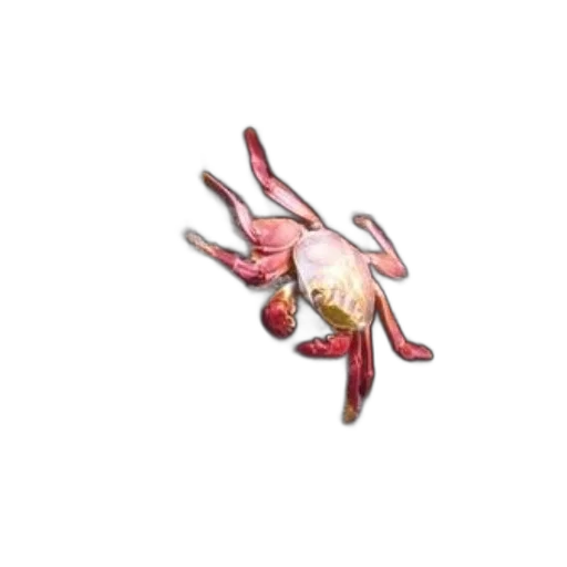 flower, animal, creature, jewelry transparent PNG cut-out