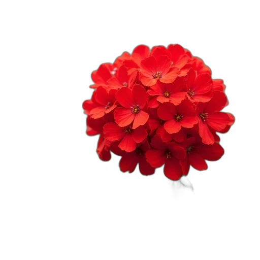 flower, crown, jewelry, umbrella transparent PNG cut-out