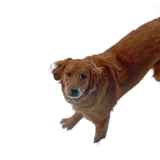 animal, creature, staff, hair transparent PNG cut-out