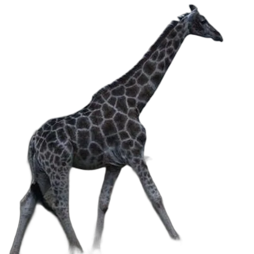 animal, creature, staff, jewelry transparent PNG cut-out