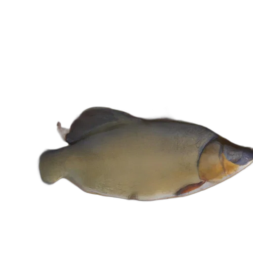 animal, creature, food, staff transparent PNG cut-out