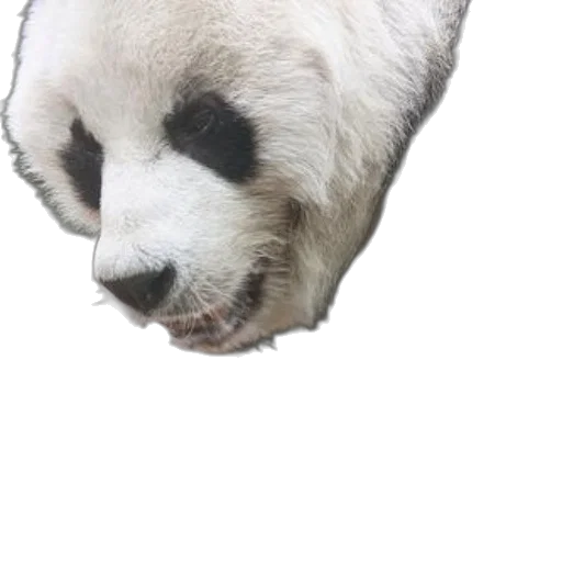 animal, creature, face, mask transparent PNG cut-out