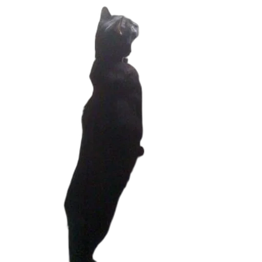 staff, dress, animal, creature transparent PNG cut-out