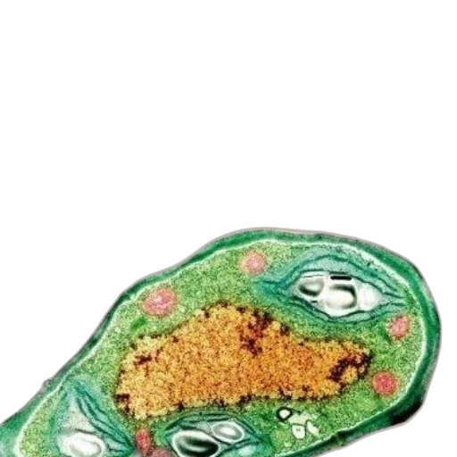 food, jewelry, shoes, bottle transparent PNG cut-out