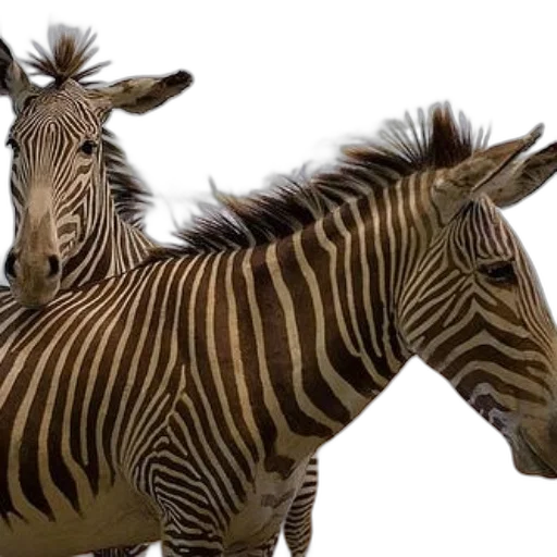animal, creature, photorealistic, 3d render transparent PNG cut-out