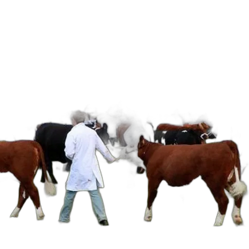 animal, concept art, group, people transparent PNG cut-out