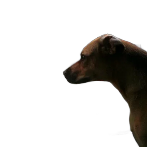 animal, creature, staff, face transparent PNG cut-out