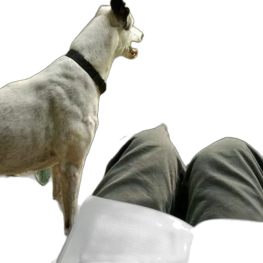 animal, shoes, staff, creature transparent PNG cut-out