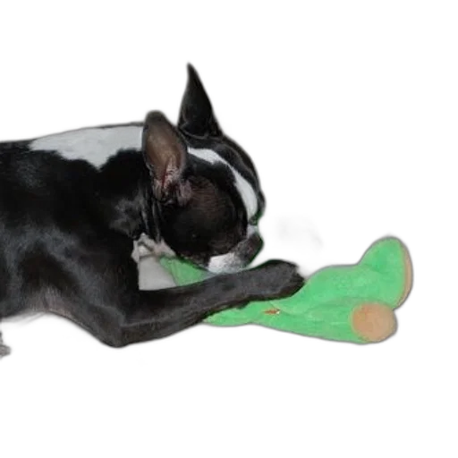 staff, black, white, dog transparent PNG cut-out