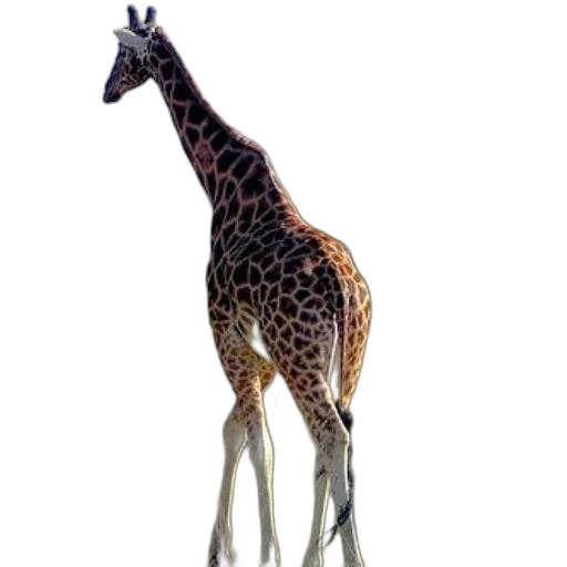 animal, creature, staff, weapon transparent PNG cut-out