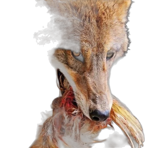 animal, creature, mask, face transparent PNG cut-out