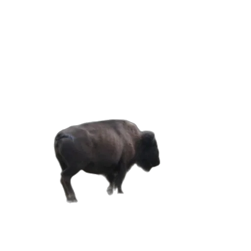 animal, creature, furniture, hair transparent PNG cut-out