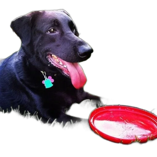 food, animal, jewelry, creature transparent PNG cut-out