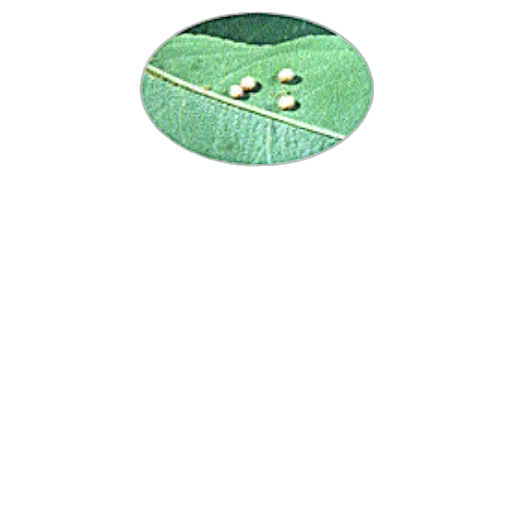 jewelry, tree, umbrella, flower transparent PNG cut-out