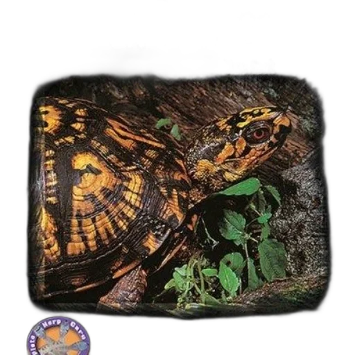 dragon, animal, book, cover transparent PNG cut-out