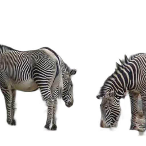 animal, creature, furniture, 3d render transparent PNG cut-out