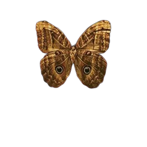 jewelry, mask, animal, crown transparent PNG cut-out