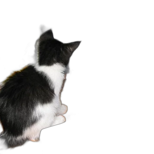 animal, staff, creature, hat transparent PNG cut-out