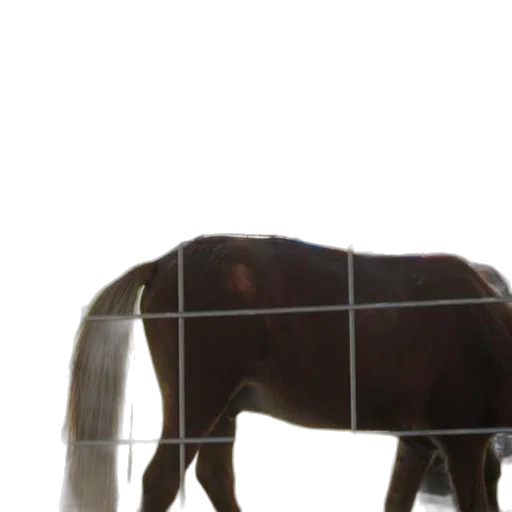 animal, creature, hat, hair transparent PNG cut-out