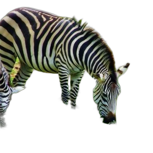 animal, creature, weapon, staff transparent PNG cut-out
