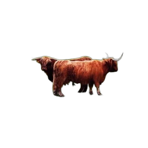 animal, creature, car, food transparent PNG cut-out