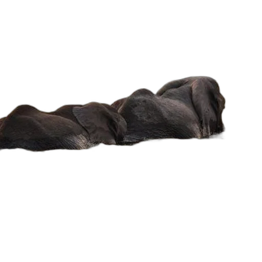 animal, staff, hair, shoes transparent PNG cut-out