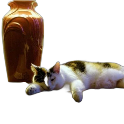 bottle, animal, food, furniture transparent PNG cut-out