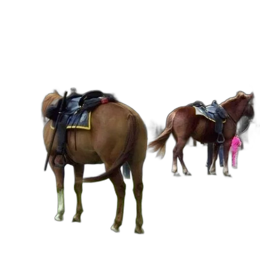 animal, hat, weapon, staff transparent PNG cut-out