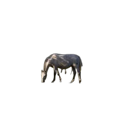 animal, creature, furniture, food transparent PNG cut-out