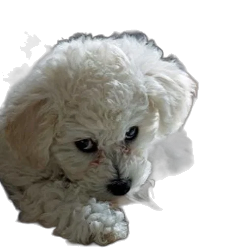 animal, creature, face, staff transparent PNG cut-out