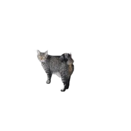 animal, creature, staff, robot transparent PNG cut-out