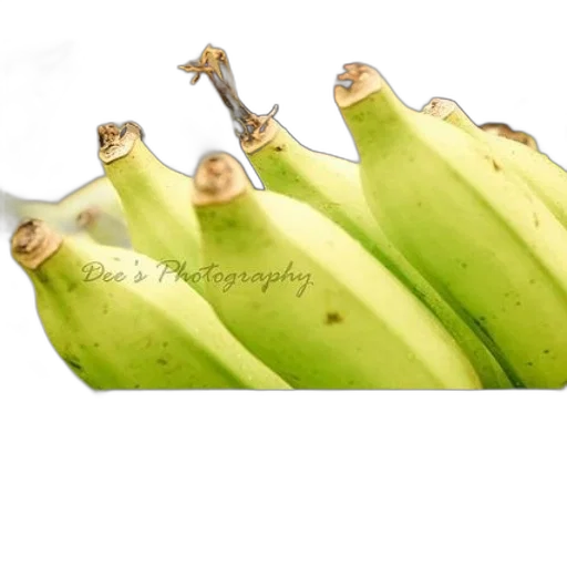 food, animal, weapon, creature transparent PNG cut-out