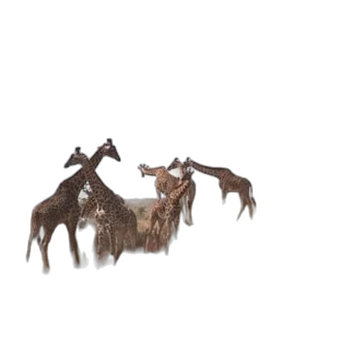 furniture, animal, dragon, creature transparent PNG cut-out