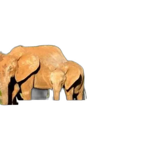 animal, umbrella, concept art, 3d render transparent PNG cut-out
