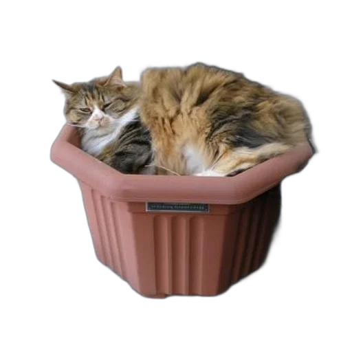 furniture, crown, hat, animal transparent PNG cut-out