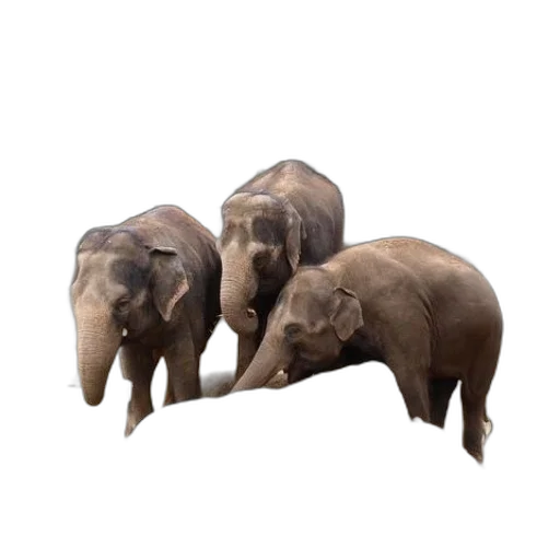 animal, creature, furniture, concept art transparent PNG cut-out