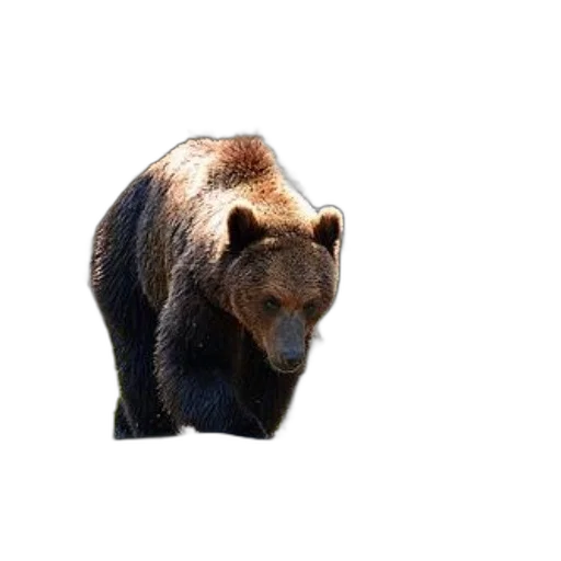 animal, creature, face, mask transparent PNG cut-out