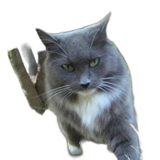 staff, animal, weapon, creature transparent PNG cut-out