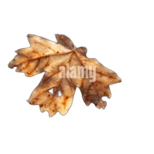 food, crown, jewelry, hair transparent PNG cut-out