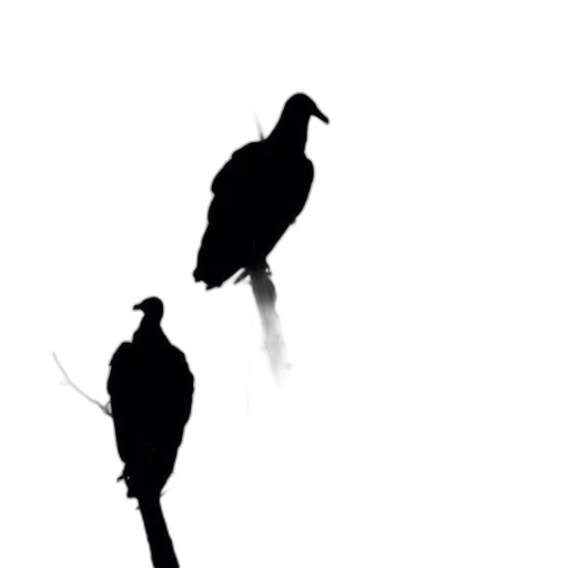 animal, crown, creature, shoes transparent PNG cut-out