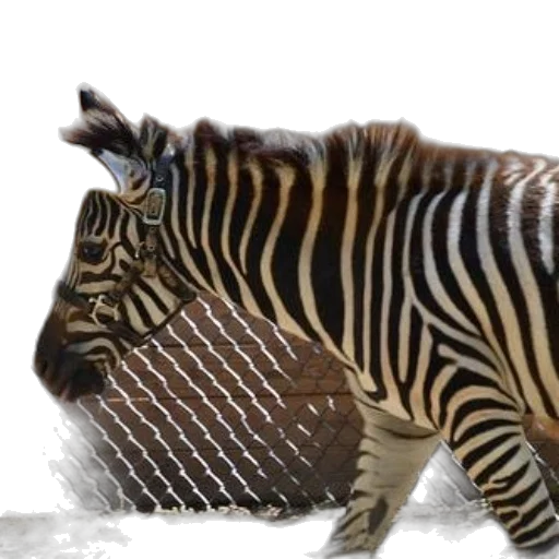 animal, creature, food, hat transparent PNG cut-out