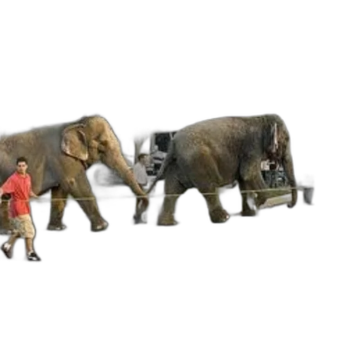 animal, car, furniture, creature transparent PNG cut-out