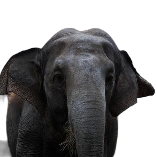 animal, creature, staff, face transparent PNG cut-out