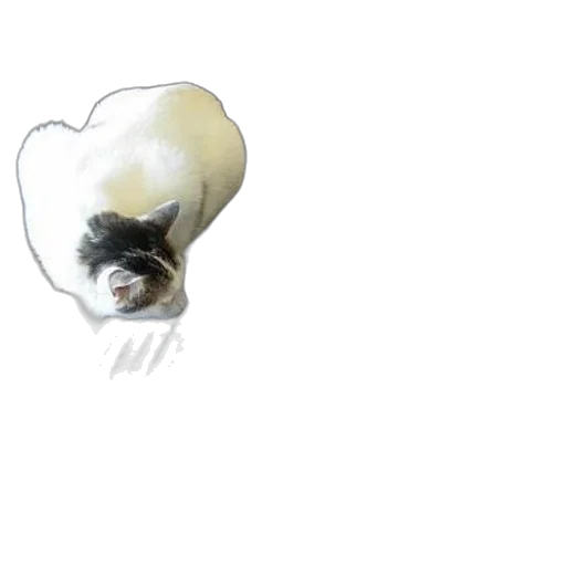 hat, animal, hair, crown transparent PNG cut-out