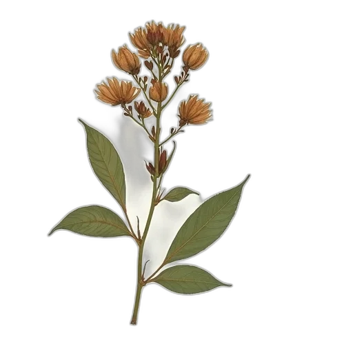 flower, staff, crown, 3d render transparent PNG cut-out