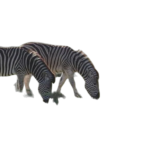 animal, creature, dragon, weapon transparent PNG cut-out